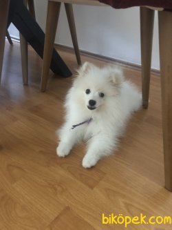 Beyaz Pomeranian 5
