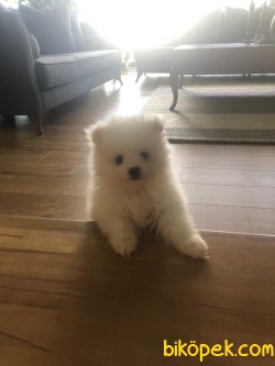 Beyaz Pomeranian 1