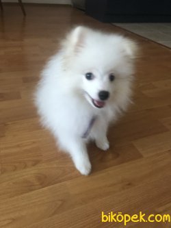 Beyaz Pomeranian 3
