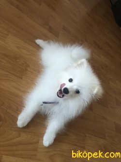 Beyaz Pomeranian 2