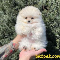 Beyaz Pomeranian Boo Dişi Yavrumuz 4