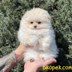Beyaz Pomeranian Boo Dişi Yavrumuz 3