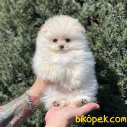 Beyaz Pomeranian Boo Dişi Yavrumuz 2