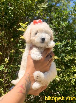 Beyaz Poodle 2