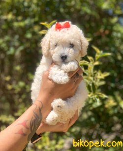Beyaz Poodle 4