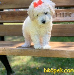 Beyaz Poodle 1