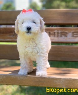 Beyaz Poodle 3