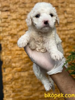 BEYAZ POODLE YAVRUMUZ 3