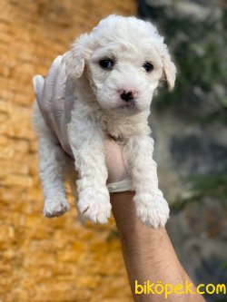 BEYAZ POODLE YAVRUMUZ 2