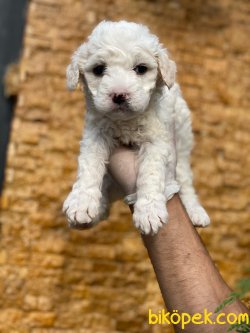 BEYAZ POODLE YAVRUMUZ 1