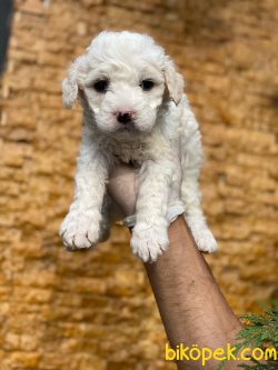 BEYAZ POODLE YAVRUMUZ 3