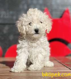 Beyaz Renk Toy Poodle Yavruları Scr Li 1