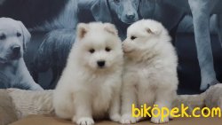 BEYAZ SAMOYED YAVRULARI 4