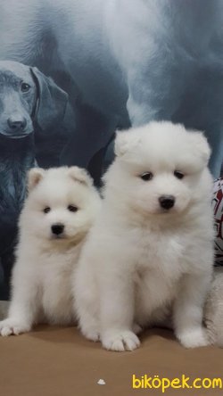 BEYAZ SAMOYED YAVRULARI 1