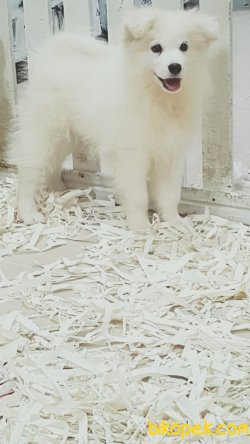 Beyaz Samoyed Yavruları 3