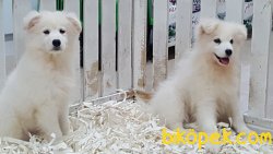 Beyaz Samoyed Yavruları 4