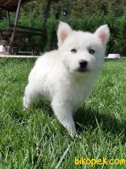 Beyaz Sibirya Husky Yavrusu 4