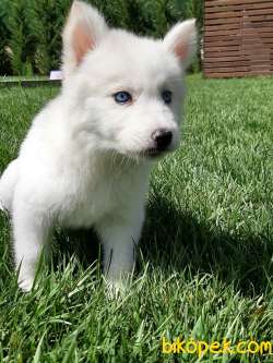 Beyaz Sibirya Husky Yavrusu 2