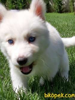 Beyaz Sibirya Husky Yavrusu 1