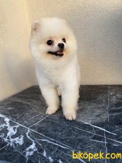 Beyaz Teddy Bear Eğitimli Boo Pomeranian 3