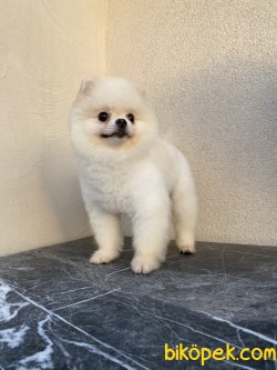 Beyaz Teddy Bear Eğitimli Boo Pomeranian 2