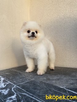 Beyaz Teddy Bear Eğitimli Boo Pomeranian 4