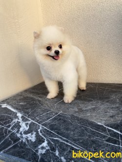 Beyaz Teddy Bear Eğitimli Boo Pomeranian 1