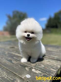 Beyaz Teddy Face Pomeranian Boo Yavrularimiz 1