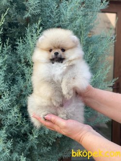 Beyaz Tedy Bear Pomeranian 1