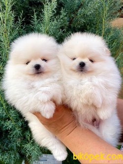 Beyaz Tedy Bear Pomeranian 2