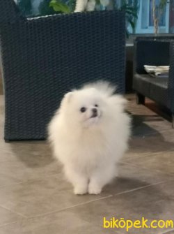 Beyaz Yavru Pomeranian Boo 3