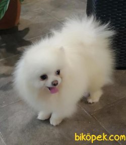 Beyaz Yavru Pomeranian Boo 2