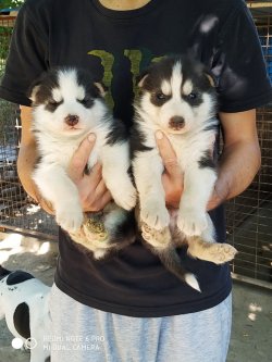 Muhteşem Husky Yavruları 3