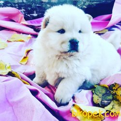RUHSATLI KÖPEK ÇİFTLİĞİNDEN CHOWCHOW YAVRULARI 5