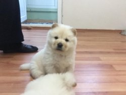 Satılık Chow Chow Yavruları 3