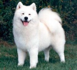SAMOYED YAVRUSU 5