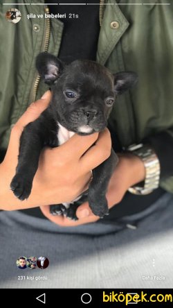 French Bulldog Yavruları Baba Fawn Anne Naturel 4