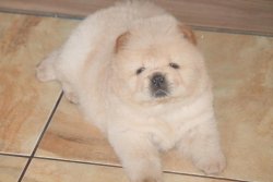 Satılık Chow Chow Yavrusu 2