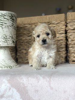 Anne Altından TOY POODLE Yavrularımız 2