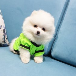 Pomeranian Boo Teddy Bear Yeni Gelen Yavrularımız 2