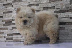 SATILIK CHOW CHOW YAVRULARI 1
