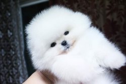 Pomeranian Yavruları 3