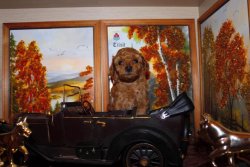 MİNYATÜR VE TOY POODLE RED VEYA APRİCOT YAVRULAR 1