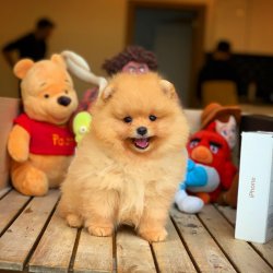 Gold Renk, TeddyBear Yüz Yapısına Sahip Kızımız 2