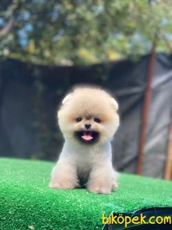 Biblo Pomeranian Bebekler 2