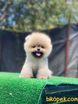 Biblo Pomeranian Bebekler 1