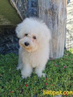 Bichon Frise Yavrularımız 2