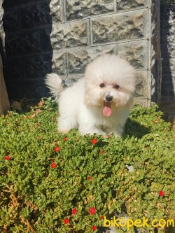 Bichon Frise Yavrularımız 1