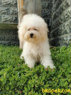 Bichon Frise Yavrularımız 5