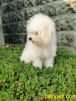 Bichon Frise Yavrularımız 4